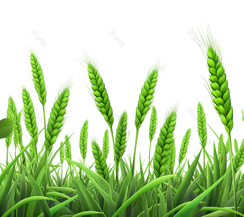 小满图片,麦子元素,麦田PNG,麦穗免抠素材